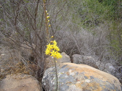Bulbine cepacea