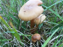 Desarmillaria ectypa