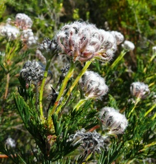 Serruria balanocephala