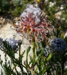 Serruria balanocephala