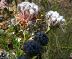 Serruria balanocephala