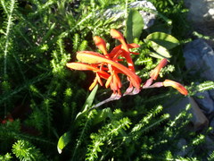 Chasmanthe aethiopica