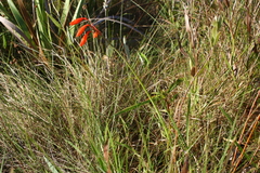 Cyrtanthus brachyscyphus