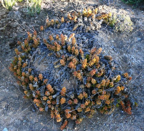 Astroloba corrugata
