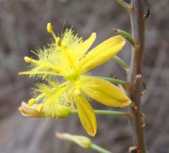Bulbine cepacea