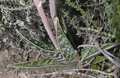 Gonialoe variegata