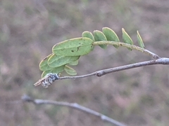 Exomalopsis auropilosa