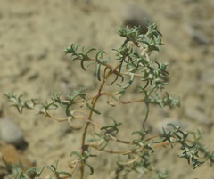 Petrosimonia brachiata