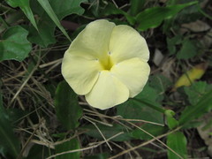 Thunbergia dregeana