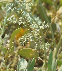 Artemisia fragrans
