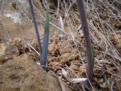 Bulbine cepacea