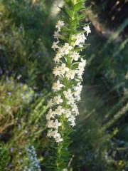 Struthiola hirsuta