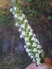 Struthiola hirsuta