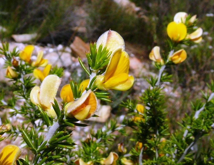 Eina Capegorse