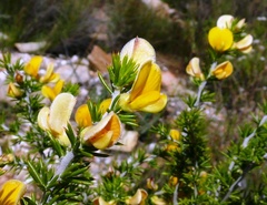 Aspalathus hirta hirta