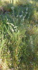 Struthiola hirsuta