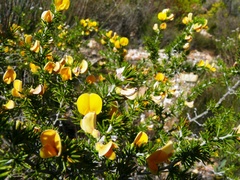 Aspalathus hirta hirta