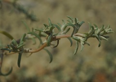 Petrosimonia brachiata