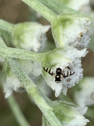 Four-barred Knapweed Gall Fly photo 3