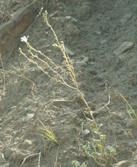 Linum lanuginosum