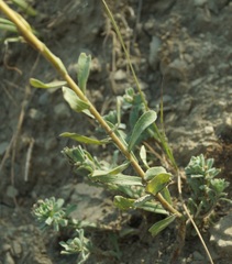 Linum lanuginosum
