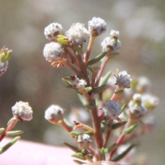 Phylica paniculata