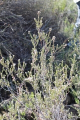 Phylica paniculata