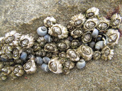 Chthamalus dentatus