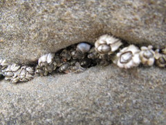Chthamalus dentatus