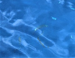 Seriola dumerili