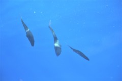Seriola dumerili