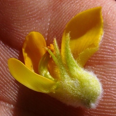 Aspalathus acanthes