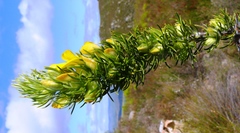 Aspalathus acanthes