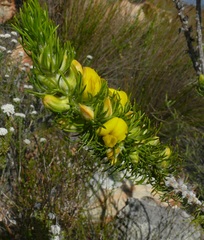Aspalathus acanthes