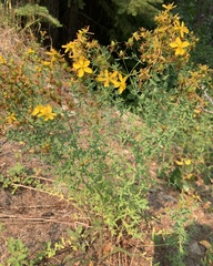 Hypericum perforatum perforatum