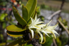 Cyrtorchis arcuata arcuata