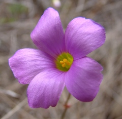 Oxalis stellata