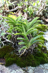 Cyrtorchis arcuata arcuata