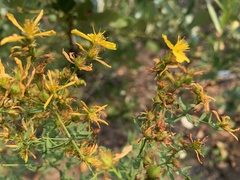 Hypericum perforatum perforatum