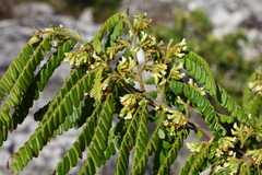 Dalbergia multijuga