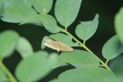 Camptogramma bilineata