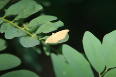 Camptogramma bilineata