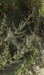 Artemisia marschalliana