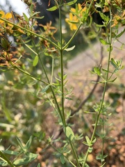 Hypericum perforatum perforatum