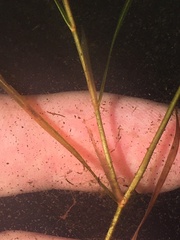 Potamogeton hillii