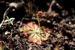 Drosera natalensis