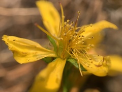Hypericum perforatum perforatum
