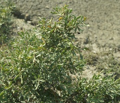 Nitraria schoberi