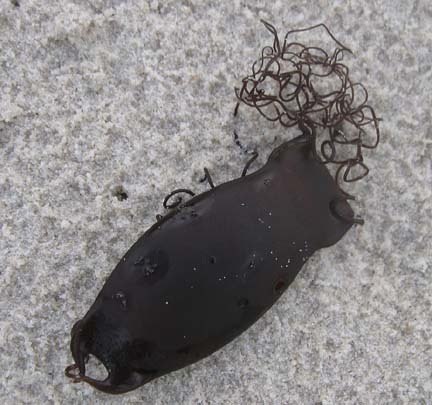 Haploblepharus pictus