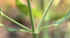 Hypericum perforatum perforatum